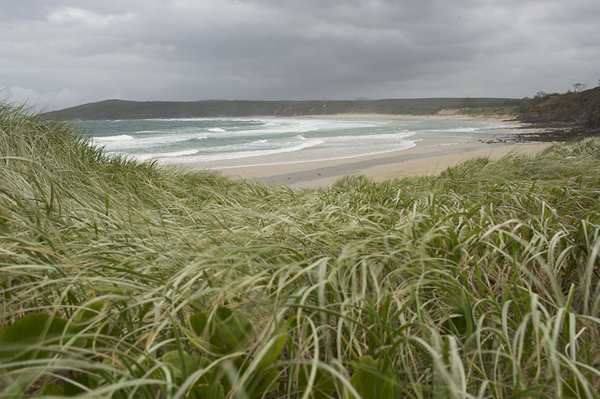 grassy field sea in background