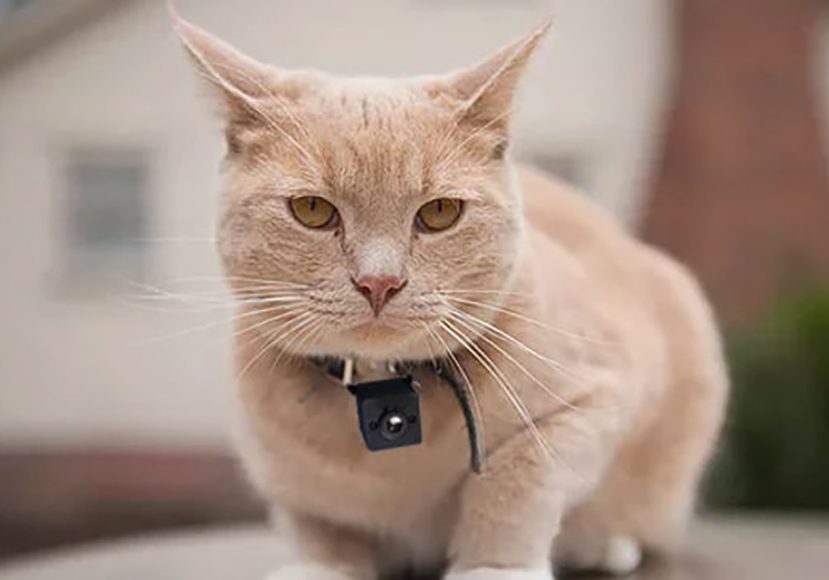 cat-collar-camera