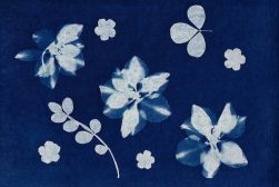 cyanotypes-at-home-lisa-fotios