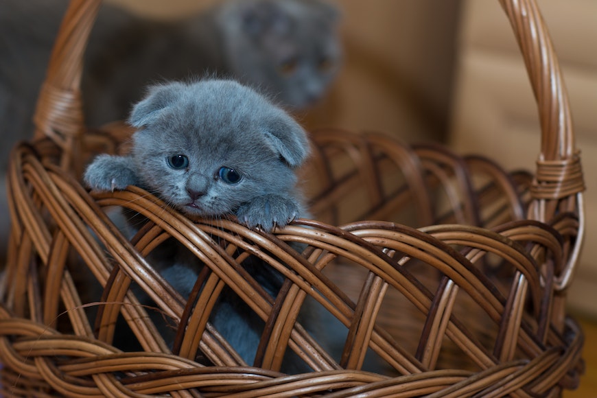 Kitten in basket