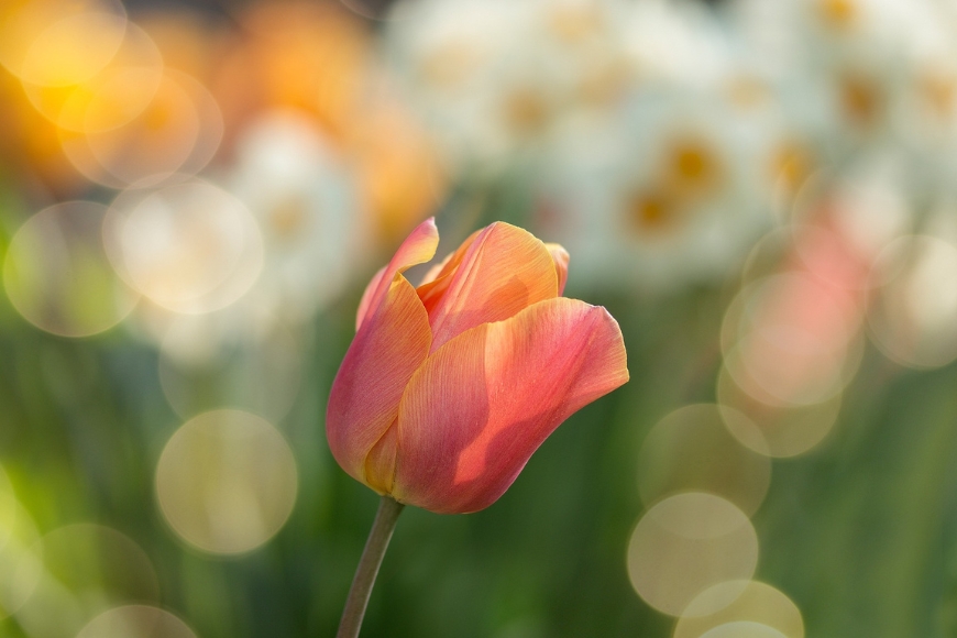 Shallow depth of field photo of a flower