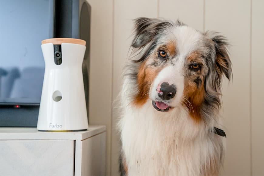 Jasper and his new best friend, the Furbo Dog Camera. Special addition to this dog's life.