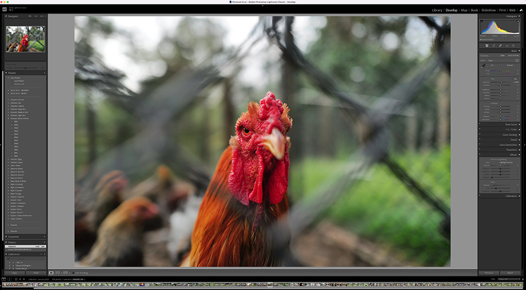 lightroom-hens