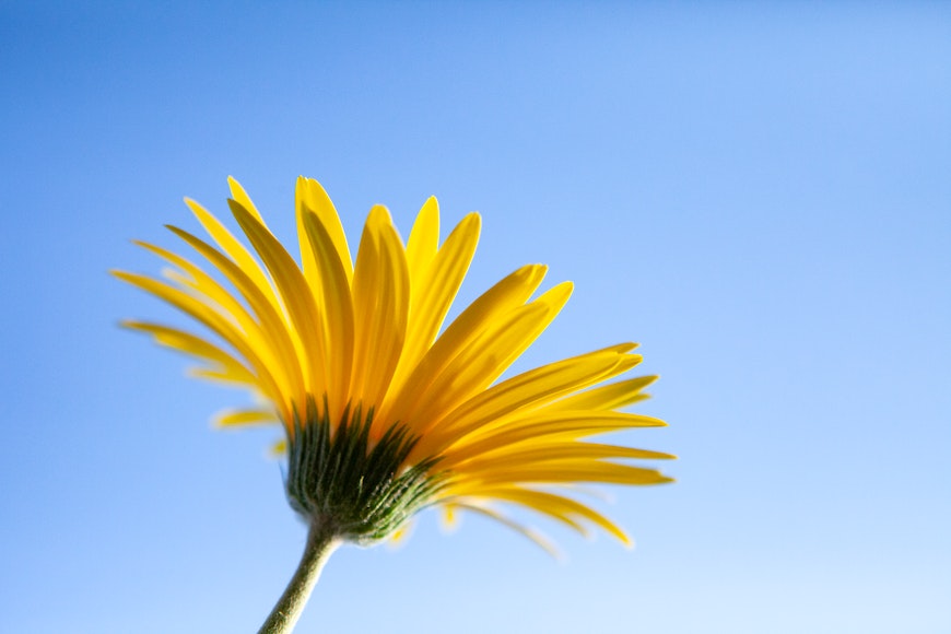 Daisy against blue sky