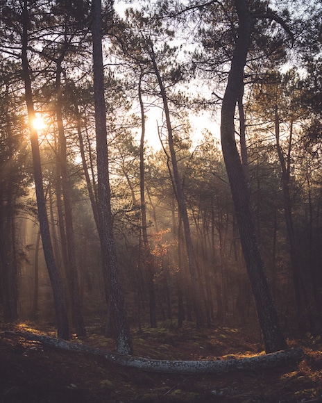 Forest with sunlight filtering through